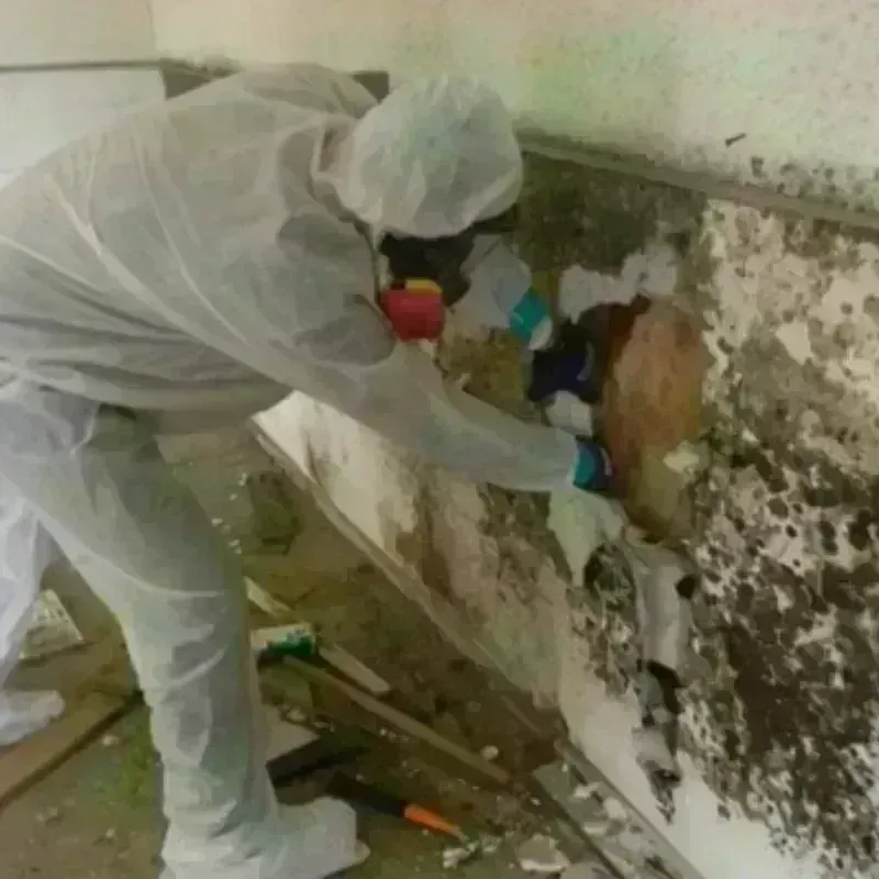 Mold Remediation and Removal in Nashville, MI